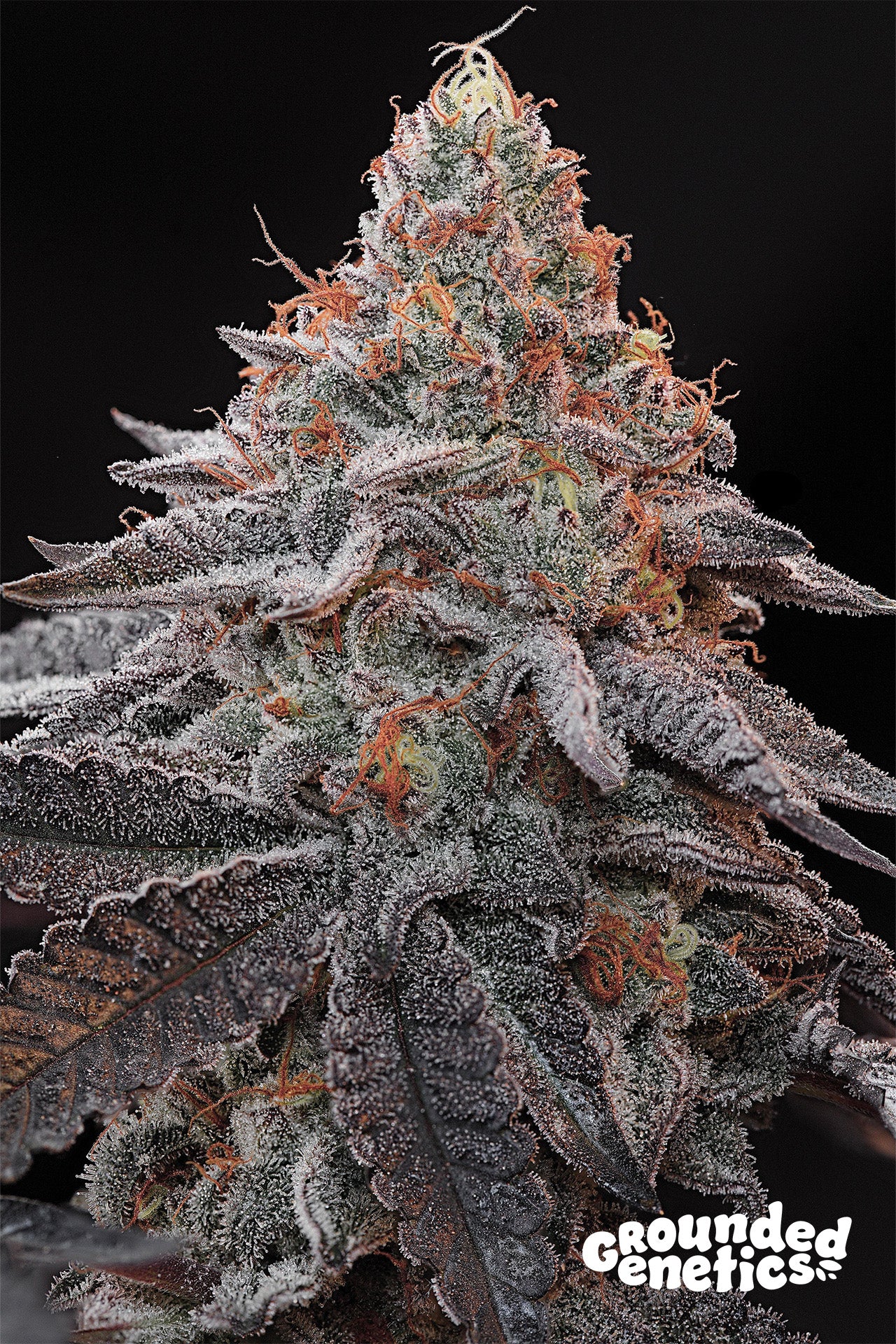 Kashmir Black [(Kosher Kush x Ozark) x Blucci] 7 seeds + 4 Chrome Drip
