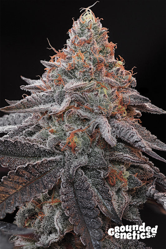 Kashmir Black [(Kosher Kush x Ozark) x Blucci] 7 seeds + 4 Chrome Drip