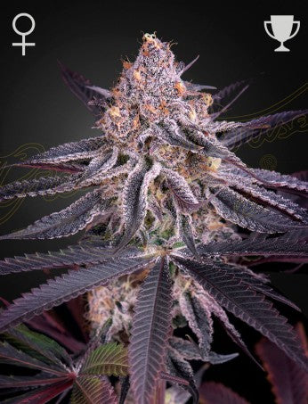 KING'S JUICE (Mimosa x King's Kush) 5-Pack