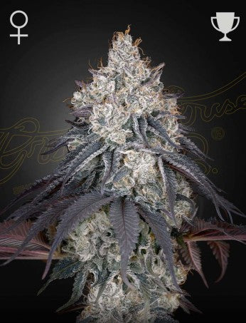 LEMON ORANGE (Super Lemon Haze X Clementine) 5-pack
