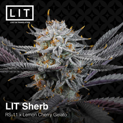 Lit Sherb (RS11 x Lemon Cherry Gelato) 6-Pack