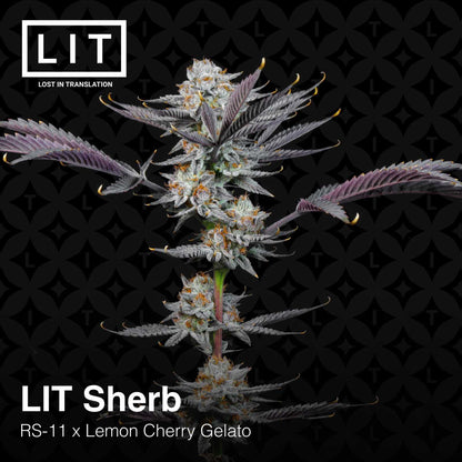 Lit Sherb (RS11 x Lemon Cherry Gelato) 6-Pack