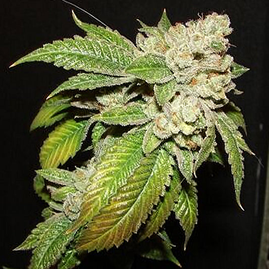 Larry OG Kush (OG Kush* x SFV OG Kush) FEM 6-Pack