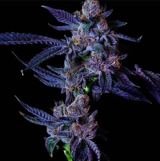 Lemon Cherry Gelato (LCG x LCG Bx1) Fem 6 seeds