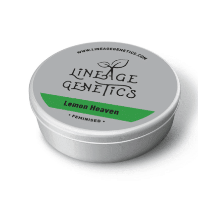 Lemon Heaven (Thai Ko samui x UK Pineapple) 20 seeds