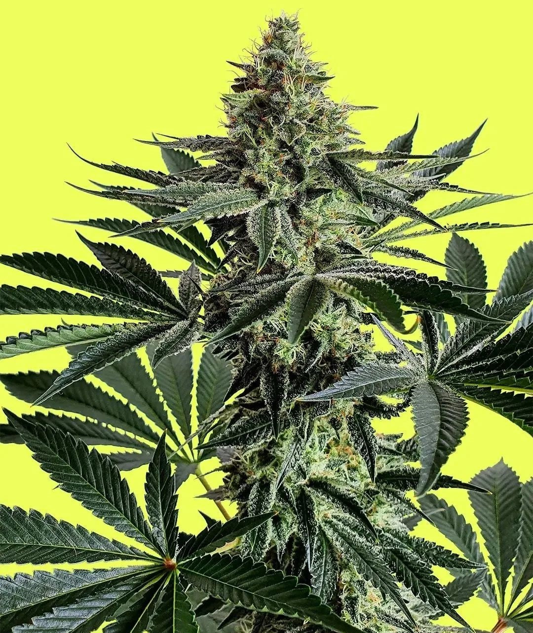Lemon Storm (Lemon Wonder x Lemon Secret x Mimosa) 5 seeds - Pure Instinto