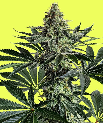 Lemon Storm (Lemon Wonder x Lemon Secret x Mimosa) 5 seeds - Pure Instinto