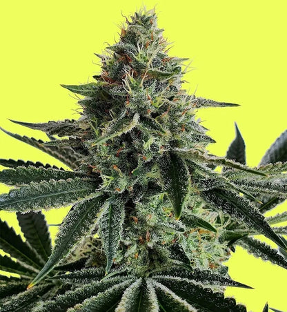 Lemon Storm (Lemon Wonder x Lemon Secret x Mimosa) 5 seeds - Pure Instinto