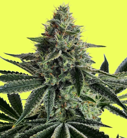 Lemon Storm (Lemon Wonder x Lemon Secret x Mimosa) 5 seeds - Pure Instinto