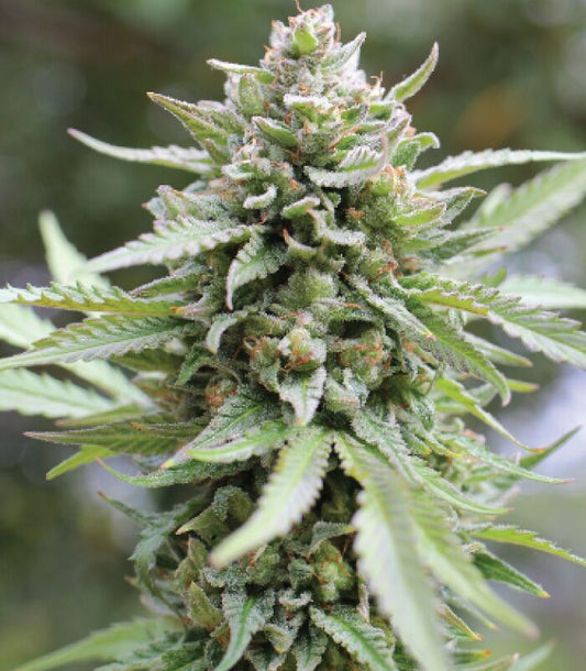 Lemongrass Fem (Lemon Kush x Humboldt Gelato) 5-Pack