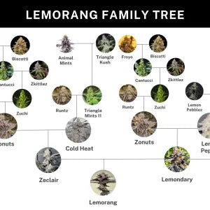 Lemorang (Lemondary x ZeClair) 6 seeds + 3 Sour D Zoda