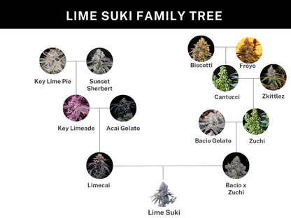 Lime Suki ((Bacio x Zuchi) x Limecai) 6 seeds + 3 A&B x Zoda