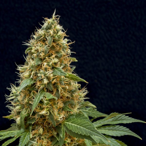 Dreamy Widow (Blue Dream x Blue Widow) 20 seeds