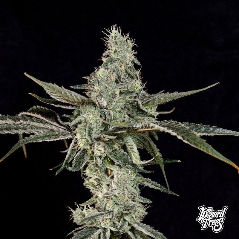 London Fog (Blue Dream x Tea Time) 3-Pack