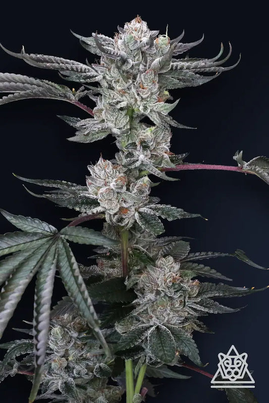 Luxar-Dos (Cherry Dosisos x Jet Fuel Gelato) 5-Pack