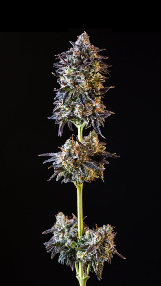 Merengón (Crumbled Lime x Tropicanna Punch) FEM 5-Pack
