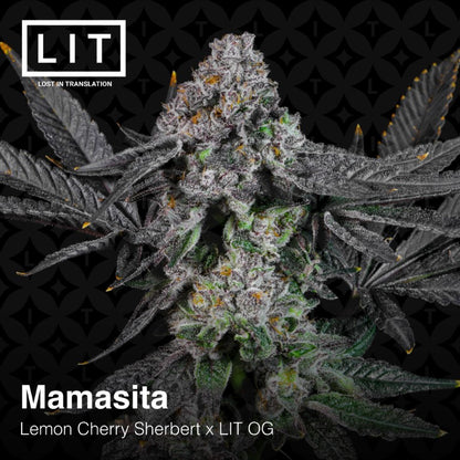 Mamasita (Lemon Cherry Sherbert x LIT OG) 6-Pack