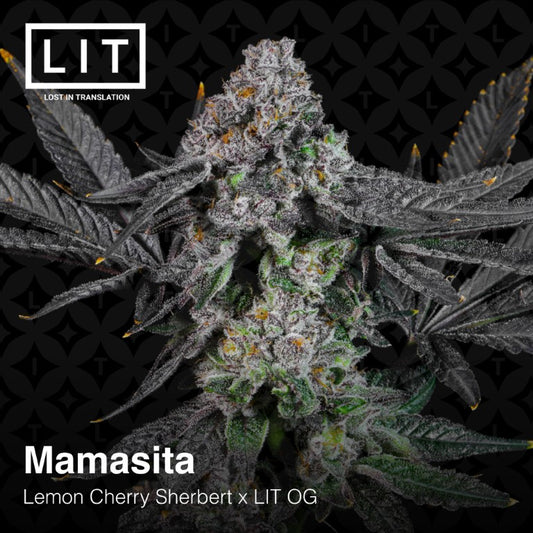 Mamasita (Lemon Cherry Sherbert x LIT OG) 6-pack