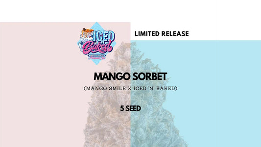 MANGO SORBET AUTO (MANGO SMILE X ICED ‘N’ BAKED) 5-Pack