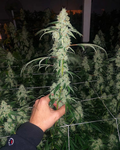 Marshmallow OG [(Chemdog D x Triangle Kush) x Jet Fuel Gelato] 5-pack