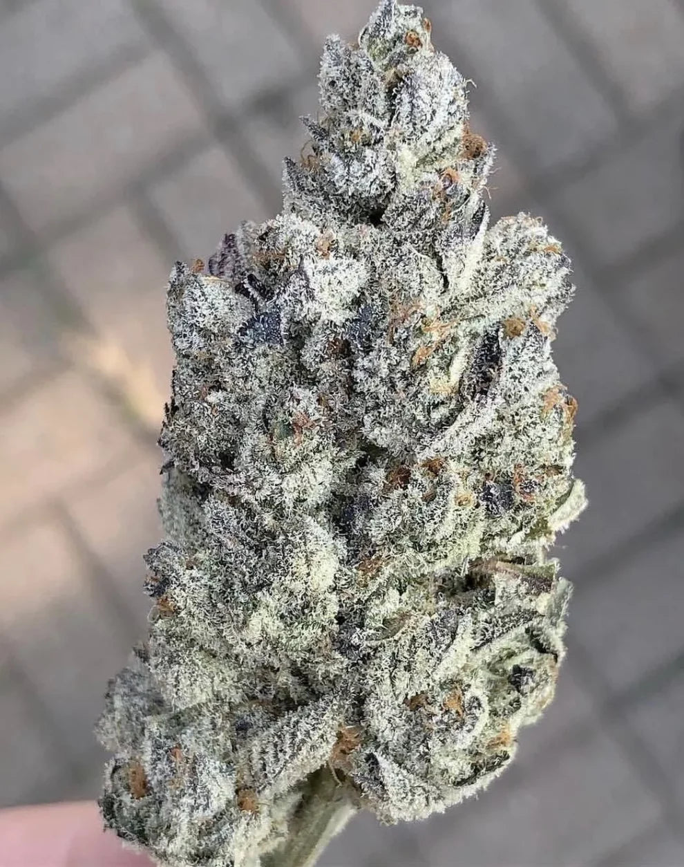 Marshmallow OG [(Chemdog D x Triangle Kush) x Jet Fuel Gelato] 5-pack