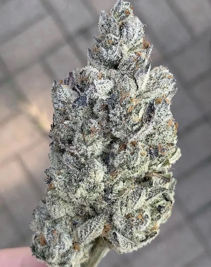 Marshmallow OG [(Chemdog D x Triangle Kush) x Jet Fuel Gelato] 5-pack
