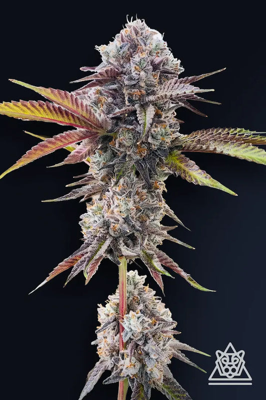 Marshmallow OG [(Chemdog D x Triangle Kush) x Jet Fuel Gelato] 5-pack