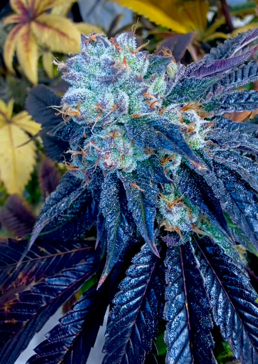 Maui Lobster (Maui Skunk Dog x Blue Lobster) 7-Pack