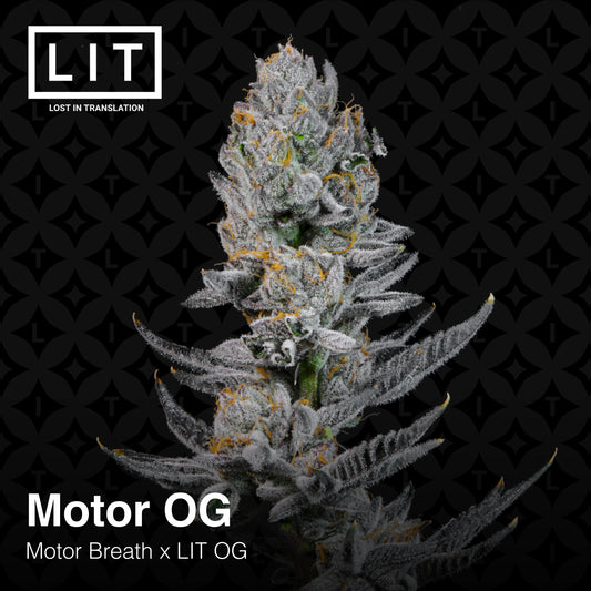 Motor OG (Motor Breath x LIT OG) 6-pack