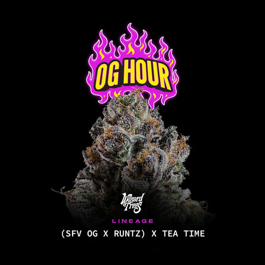 OG Hour [(SFV OG x Runtz) x Tea Time] 3 seeds