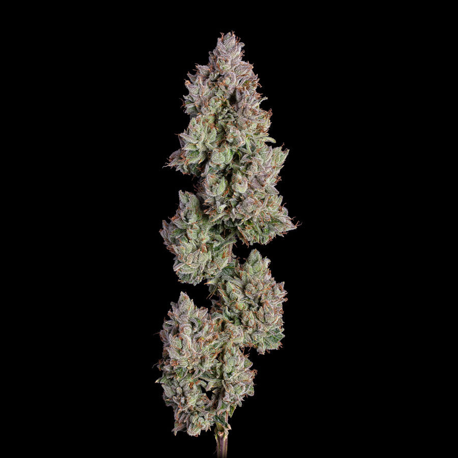 Oh My Thai Auto (Purple Thai x Pineapple Runtz) 6-Pack