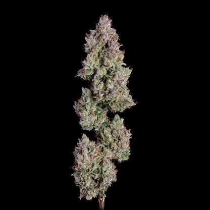Oh My Thai Auto (Purple Thai x Pineapple Runtz) 6-Pack