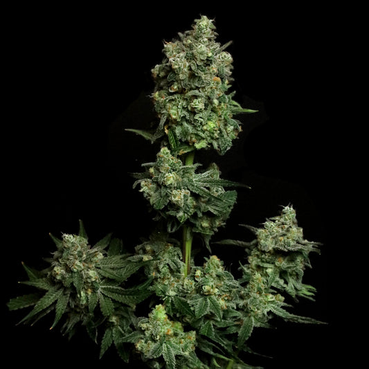 Oregon Apple Trail (Oregon Silver Haze x Apple Fritter) 3-Pack