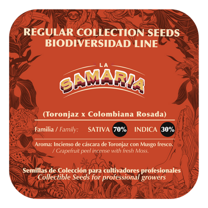 La Samaria (Toronjaz x Colombiana Rosada) 10-Pack Regular