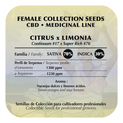 Citrus Limonia CBD (Continium #17 x Super Rich #70) FEM 5-Pack