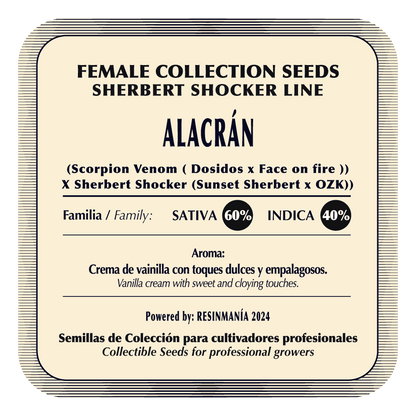 Alacrán (Scorpion Venom x Sherbert Shocker) FEM 5-Pack