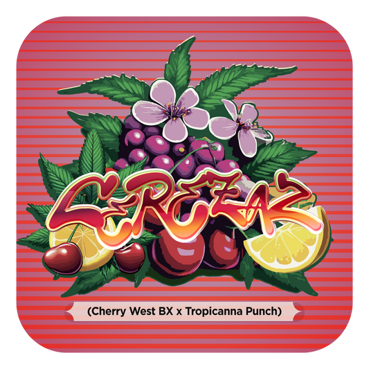 Cerezaz (Cherry West BX #8 x Tropicanna Punch #61) FEM 5-Pack