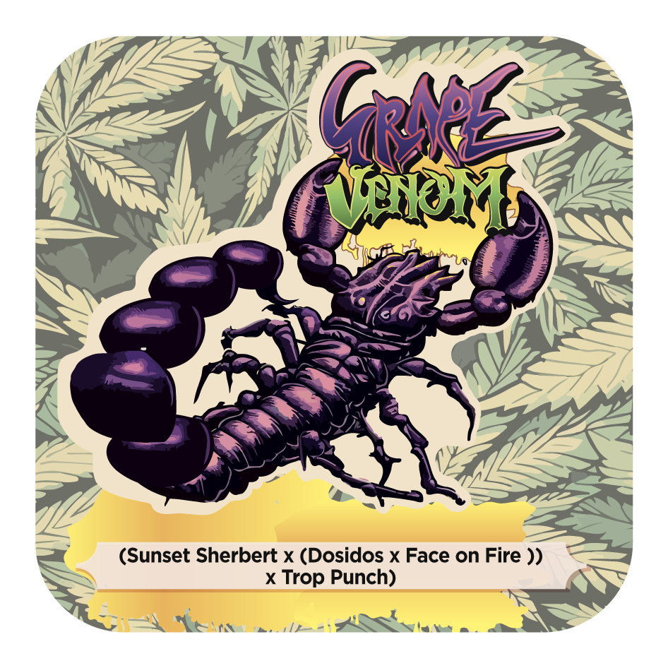 Grape Venom (Scorpion Venom x Tropicanna Punch) FEM 5-Pack