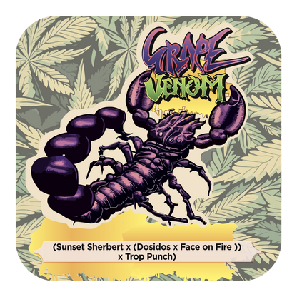 Grape Venom (Scorpion Venom x Tropicanna Punch) FEM 5-Pack