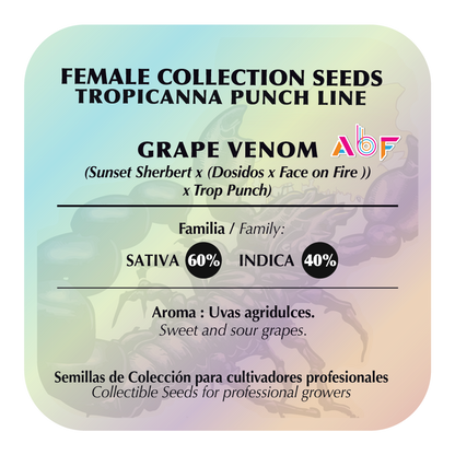 Grape Venom (Scorpion Venom x Tropicanna Punch) FEM 5-Pack