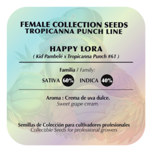 Happy Lora (Kid Pambelé x Tropicanna Punch) FEM 5-Pack