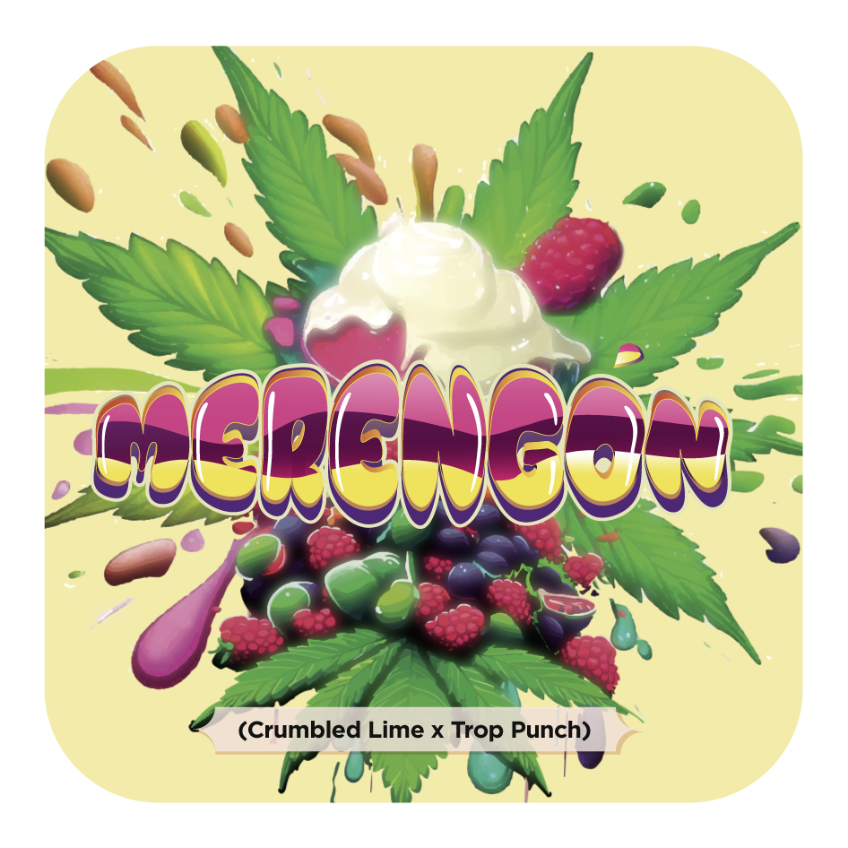 Merengón (Crumbled Lime x Tropicanna Punch) FEM 5-Pack