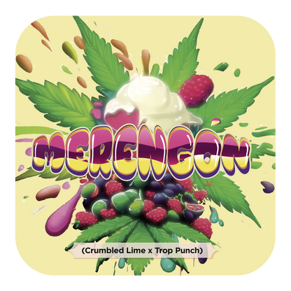 Merengón (Crumbled Lime x Tropicanna Punch) FEM 5-Pack