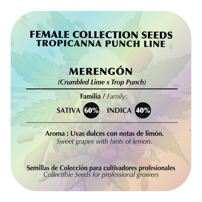 Merengón (Crumbled Lime x Tropicanna Punch) FEM 5-Pack