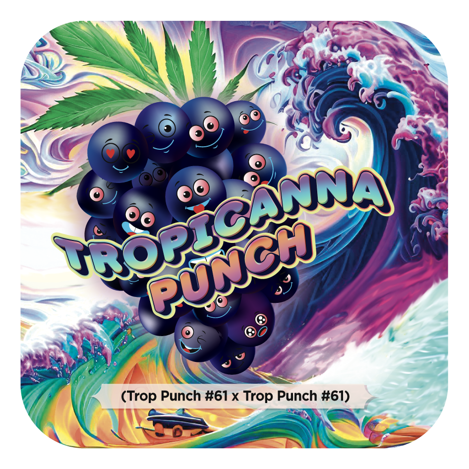 Tropicanna Punch #61 (Purple Punch x Tropicana Cookies) FEM 5-Pack