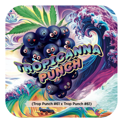 Tropicanna Punch #61 (Purple Punch x Tropicana Cookies) FEM 5-Pack