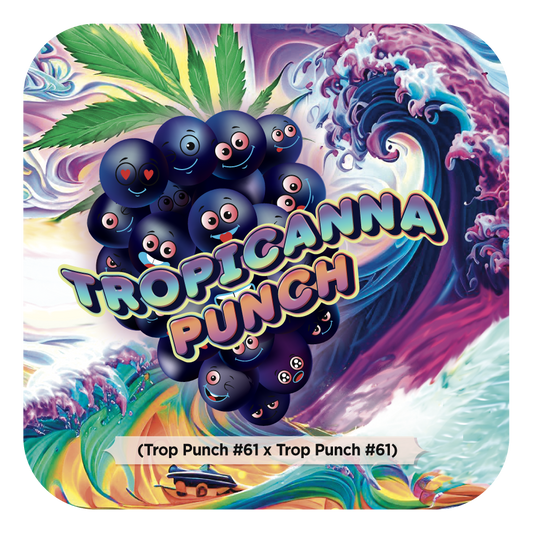 Tropicanna Punch #61 (Purple Punch x Tropicana Cookies) FEM 5-Pack
