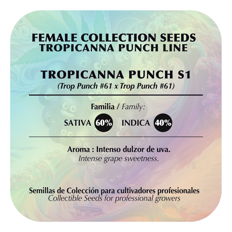Tropicanna Punch #61 (Purple Punch x Tropicana Cookies) FEM 5-Pack