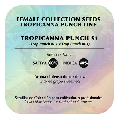 Tropicanna Punch #61 (Purple Punch x Tropicana Cookies) FEM 5-Pack