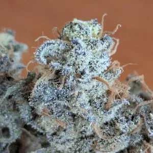 Poison Lime (Zabuza x Limecai) 6 seeds + 3 Sour D Zoda